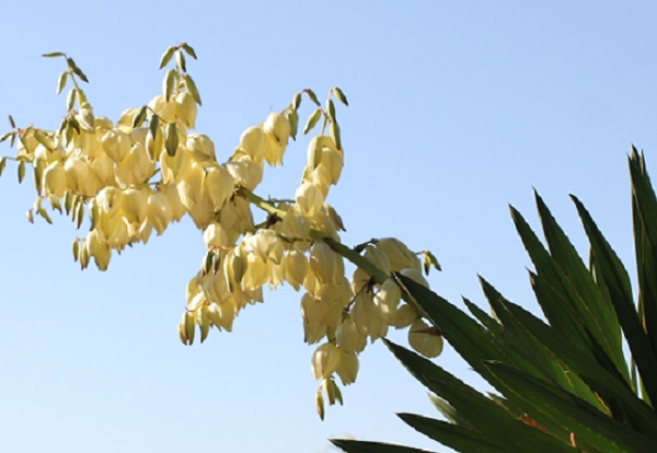 キミガヨラン グロリオサ70センチ ユッカグロリオサ よい