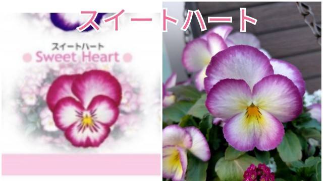 f:id:kixi2021:20210316130318j:image