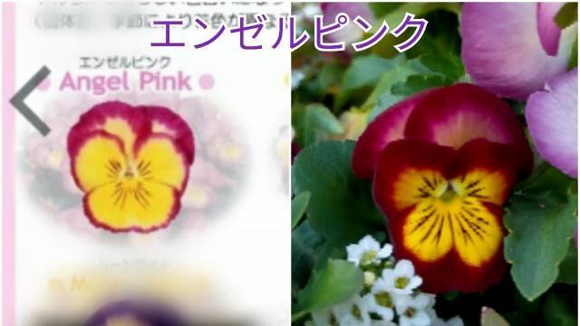 f:id:kixi2021:20210316130336j:image