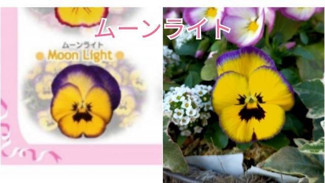 f:id:kixi2021:20210316130348j:image