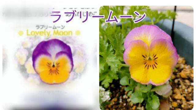 f:id:kixi2021:20210316130425j:image