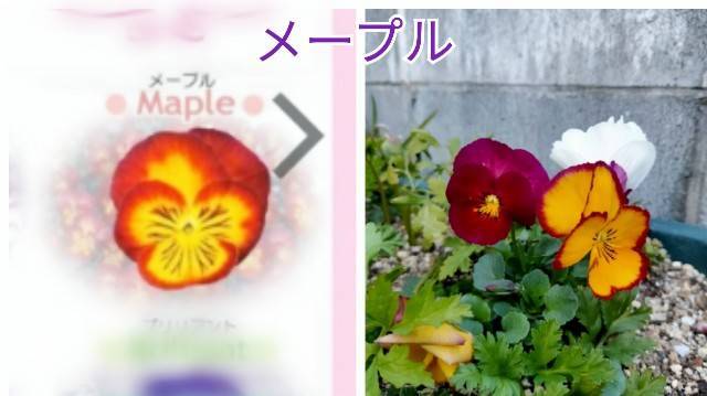 f:id:kixi2021:20210316130510j:image