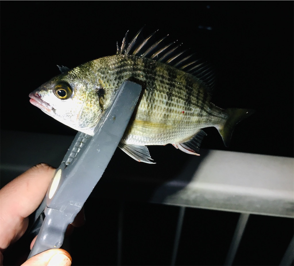 荒んだ心を小チヌが癒してくれた 湾奥運河でチニングごっこ まことの偏屈日誌 荒んだ心を小チヌが癒してくれた 湾奥運河でチニングごっこ まことの偏屈日誌