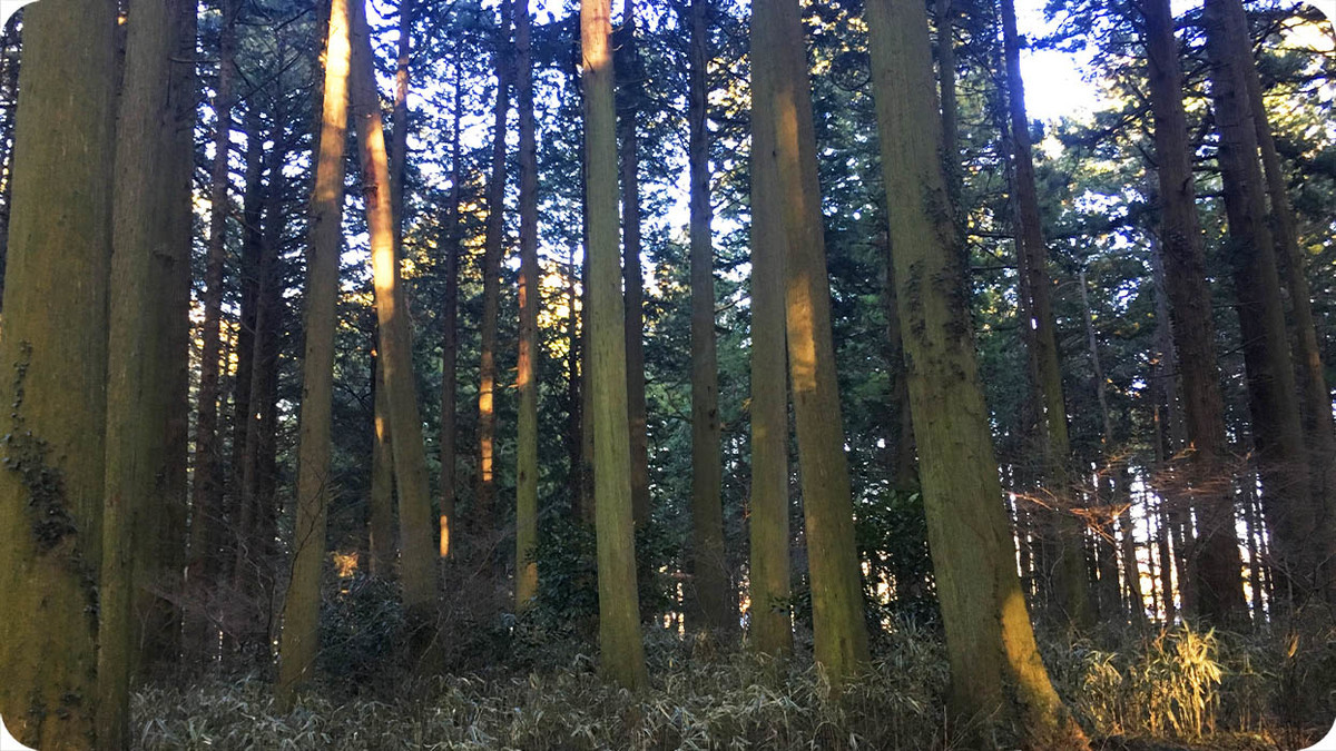 f:id:kiyasu:20200311223654j:plain f:id:kiyasu:20200311223654j:plain