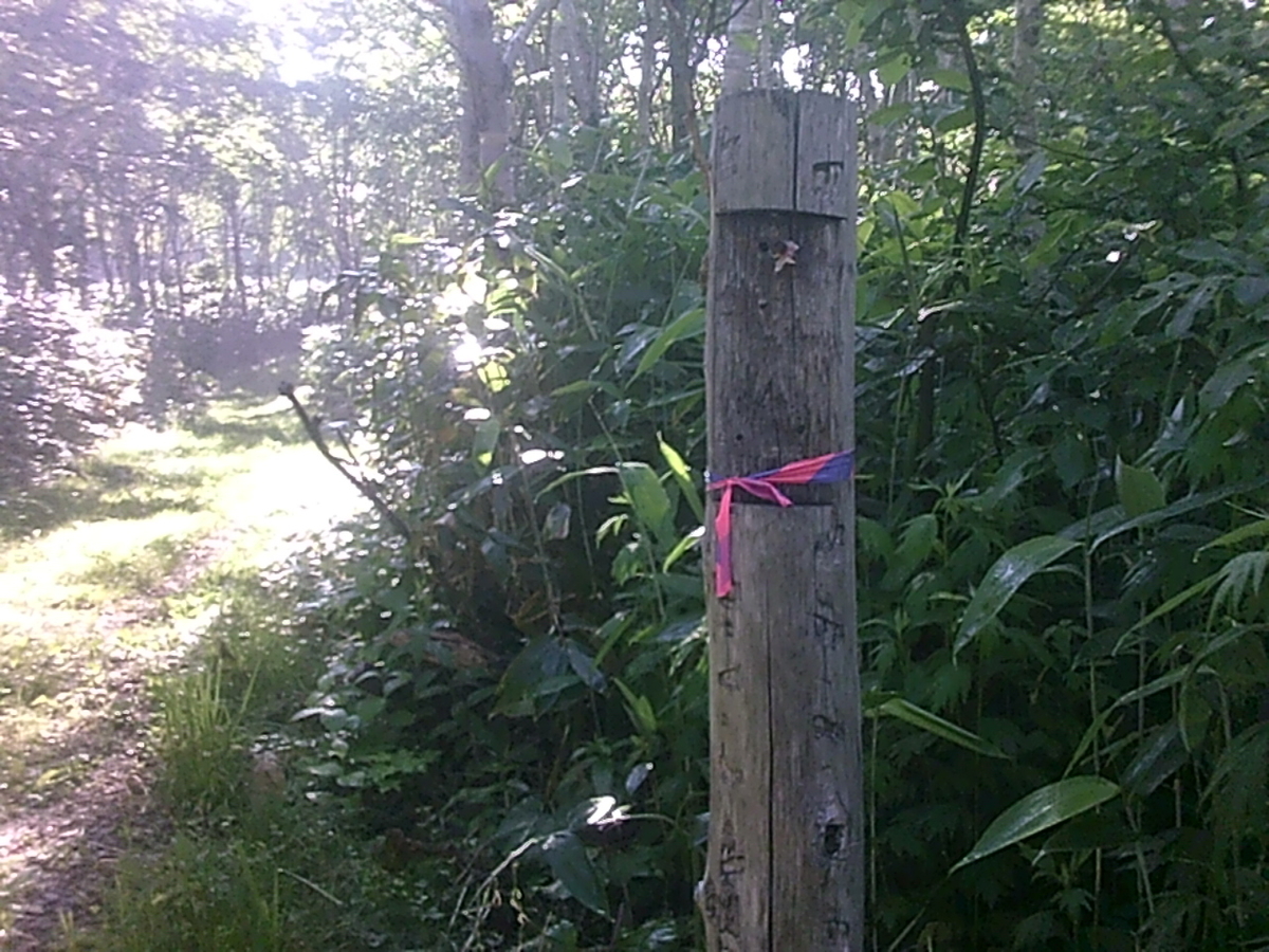 f:id:kiyatchi:20190708062134j:plain