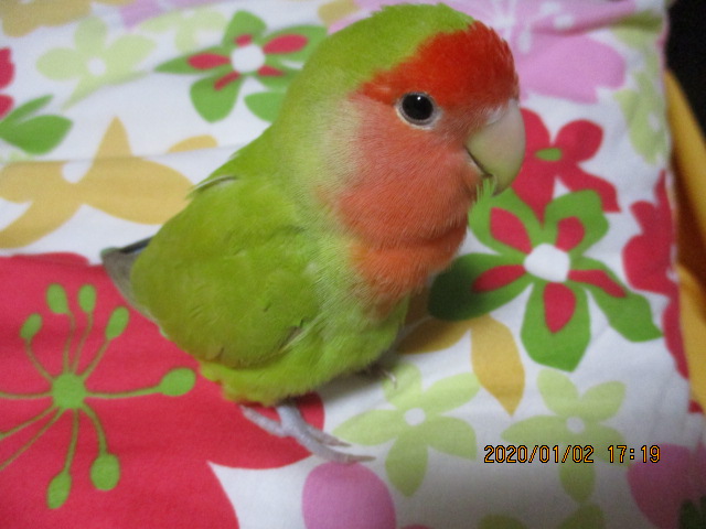 f:id:kiyatchi:20200102171842j:plain