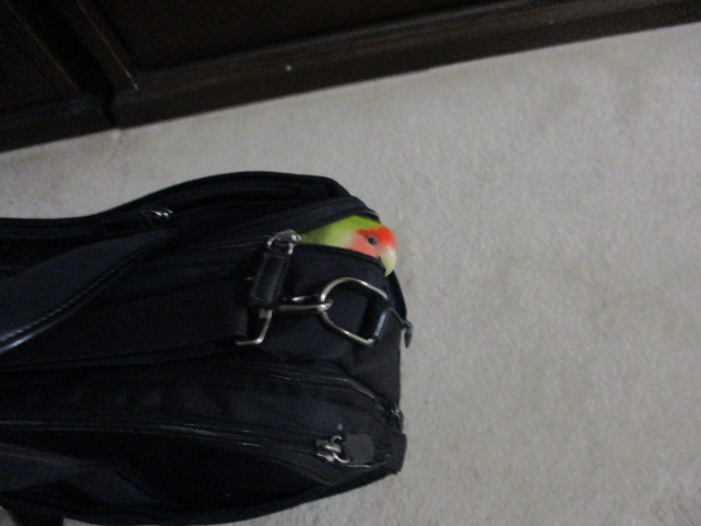 f:id:kiyatchi:20201028002724j:plain