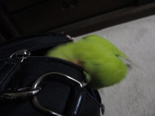 f:id:kiyatchi:20201028002841j:plain