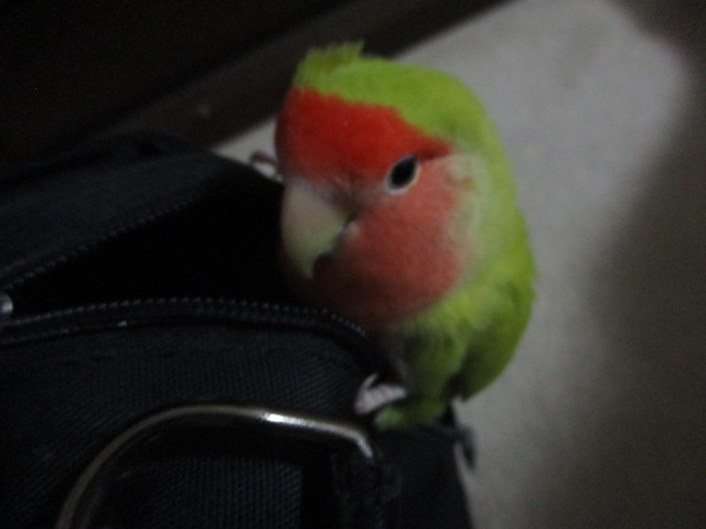 f:id:kiyatchi:20201028002912j:plain
