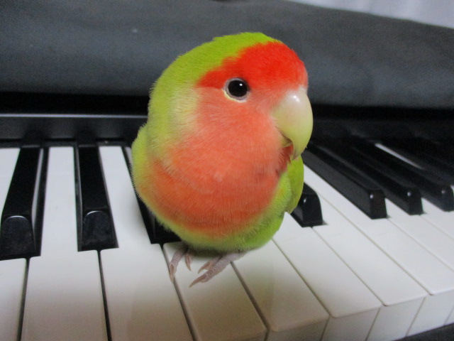 f:id:kiyatchi:20201028003010j:plain