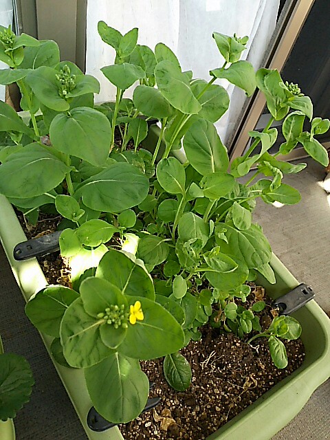 f:id:kiyo-328cider:20180328023457j:image f:id:kiyo-328cider:20180328023457j:image