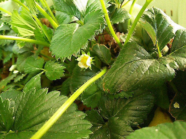 f:id:kiyo-328cider:20180328023605j:image f:id:kiyo-328cider:20180328023605j:image