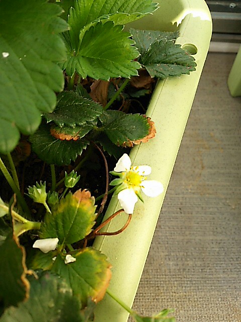 f:id:kiyo-328cider:20180328023621j:image f:id:kiyo-328cider:20180328023621j:image