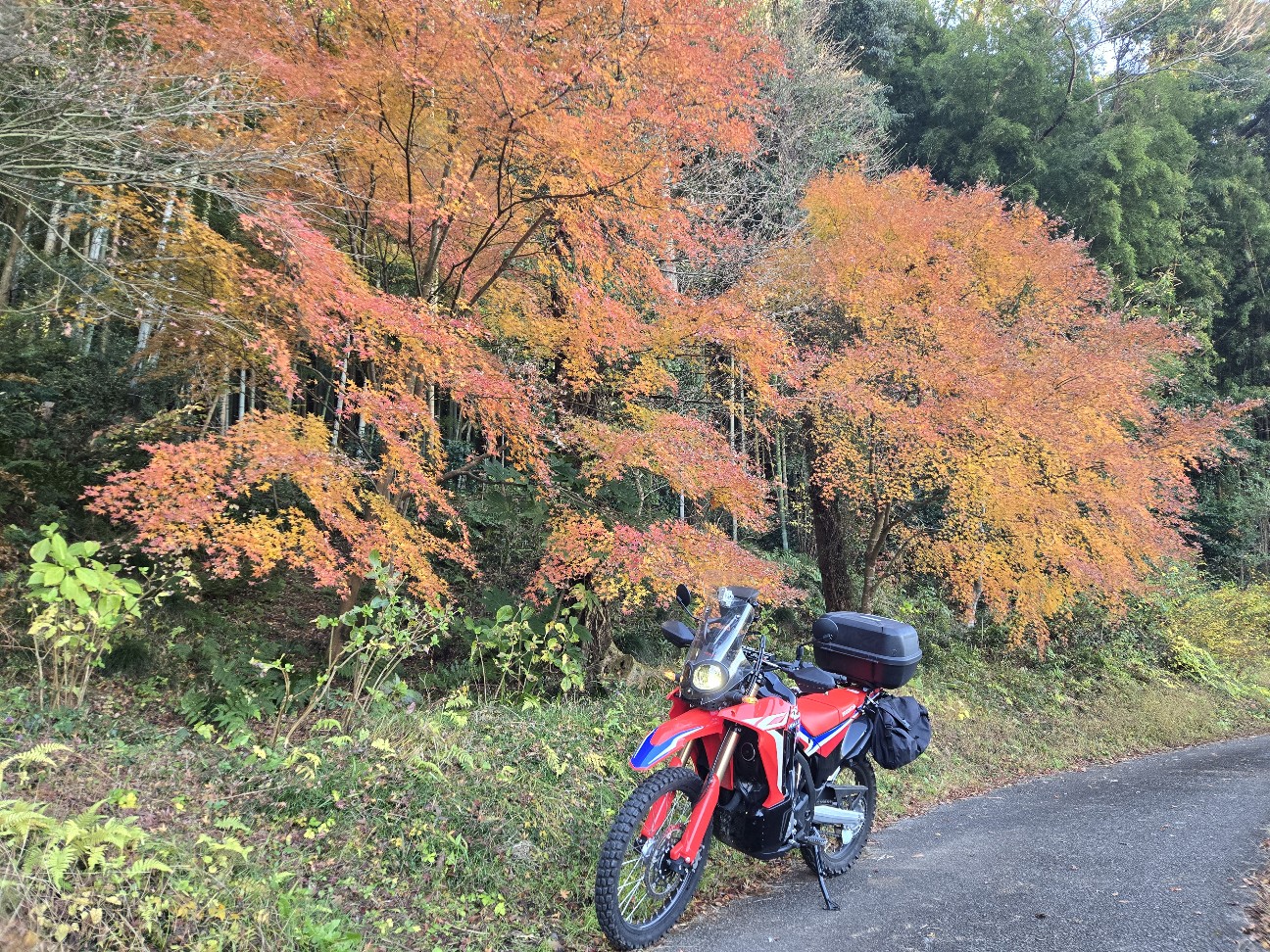 f:id:kiyo-sinobi:20251130183247j:image f:id:kiyo-sinobi:20251130183247j:image