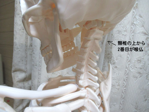 喉仏とは - NPO法人やすらか庵