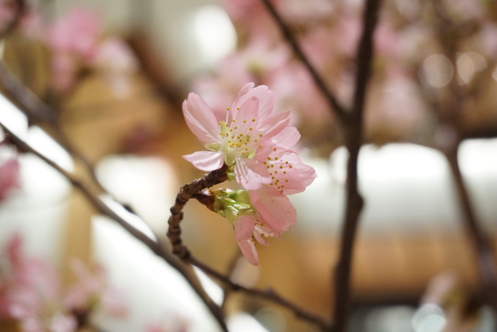 桜の花の写真