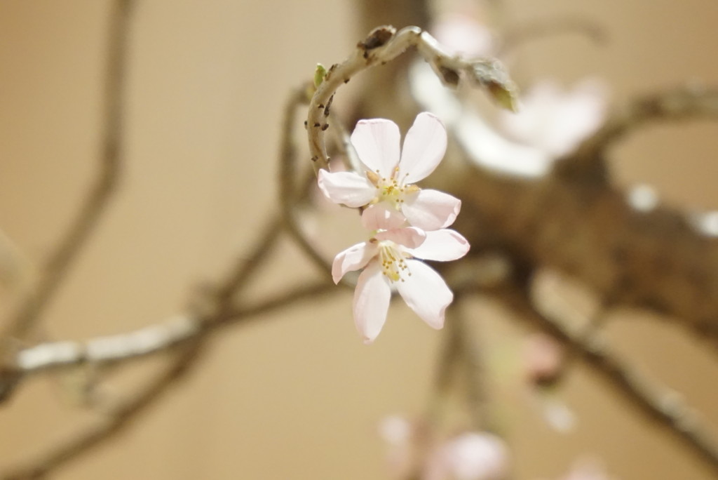 桃の花の写真