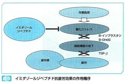 イミダゾールジペプチド抗疲労効果の作用機序