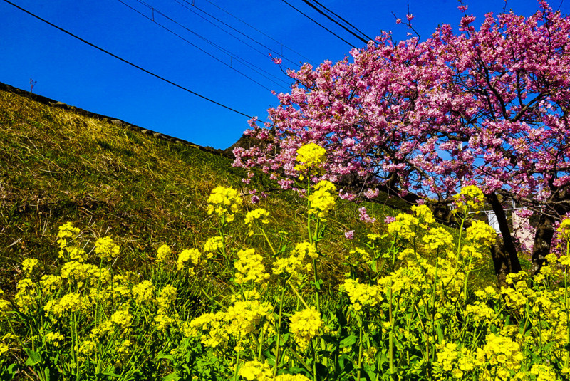 河津桜と菜の花と青空