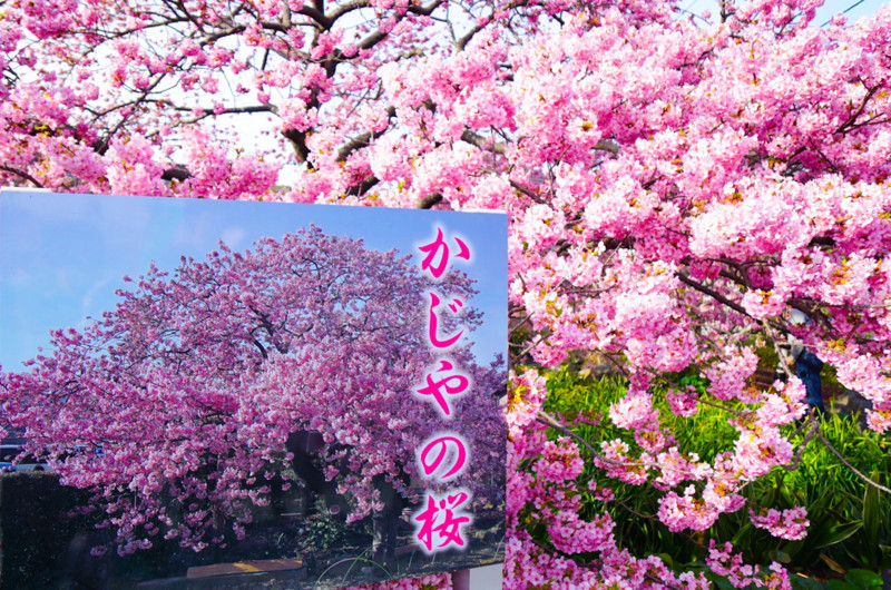 かじやの桜と看板