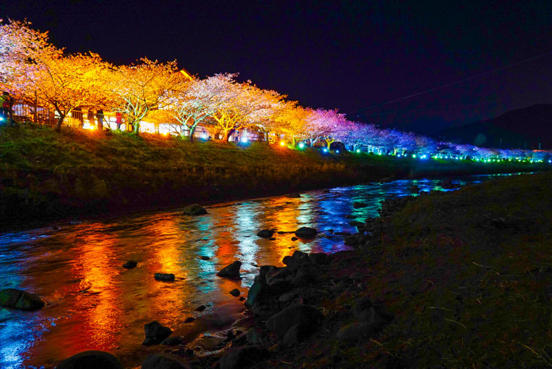 河津桜まつり 伊豆 東京から電車で日帰り旅行してきた 久保清隆のブログ