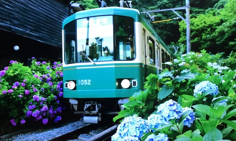 f:id:kiyo560808:20180610134240j:plain 江ノ電と紫陽花