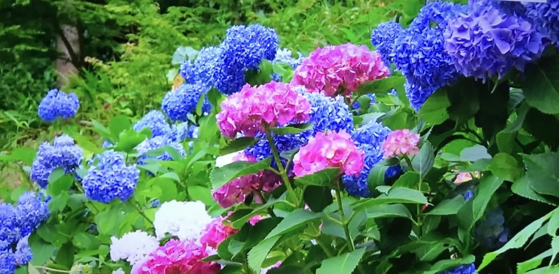 f:id:kiyo560808:20180610135614j:plain 源氏山公園の紫陽花