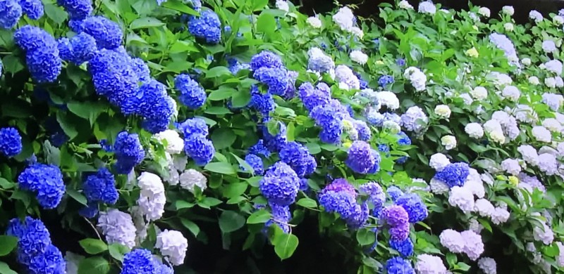 f:id:kiyo560808:20180610135618j:plain 源氏山公園のカラフルな紫陽花