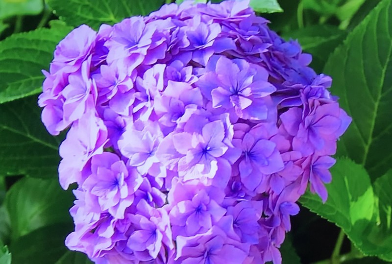 f:id:kiyo560808:20180610140013j:plain ギャラクシー