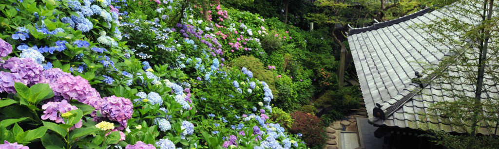 f:id:kiyo560808:20180610171322j:plain 長谷寺の紫陽花