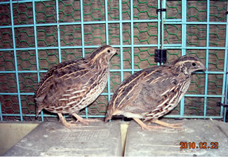 f:id:kiyosenomori02:20110518101503j:image f:id:kiyosenomori02:20110518101503j:image