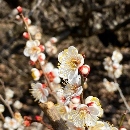 f:id:kiyoshi-n:20210212070629j:plain