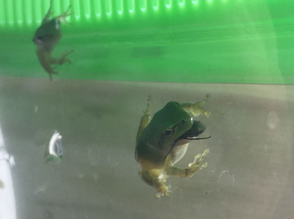 カエルがハエを食べている画像 - うれしいブログ