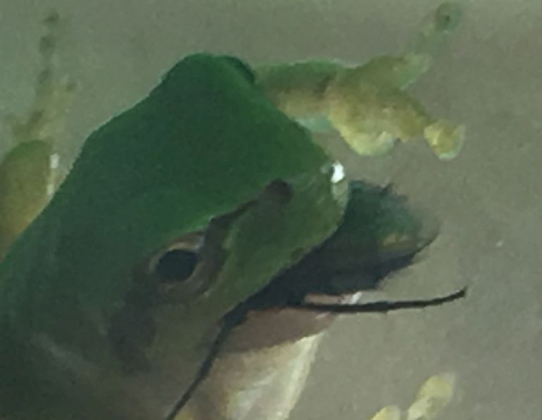 カエルがハエを食べている画像 - うれしいブログ