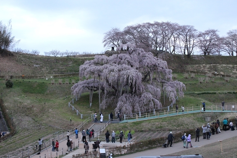 2013 滝桜 (三春町) - (有)香西園ブログ kouzaiびより