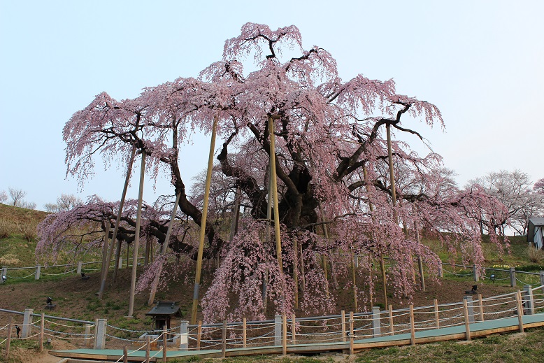 三春町の滝桜 - (有)香西園ブログ kouzaiびより