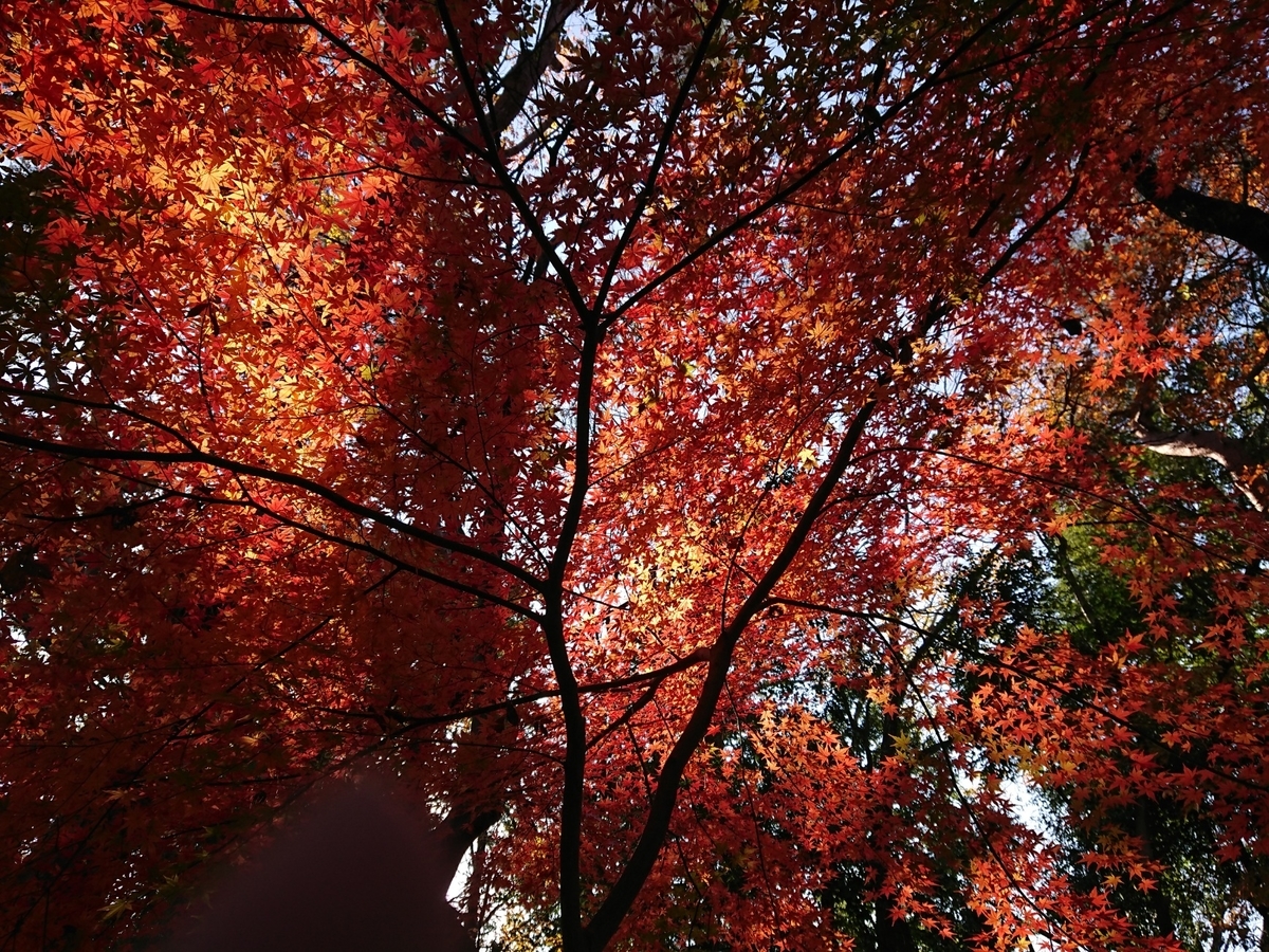 f:id:kiyuukan:20191219002343j:plain f:id:kiyuukan:20191219002343j:plain