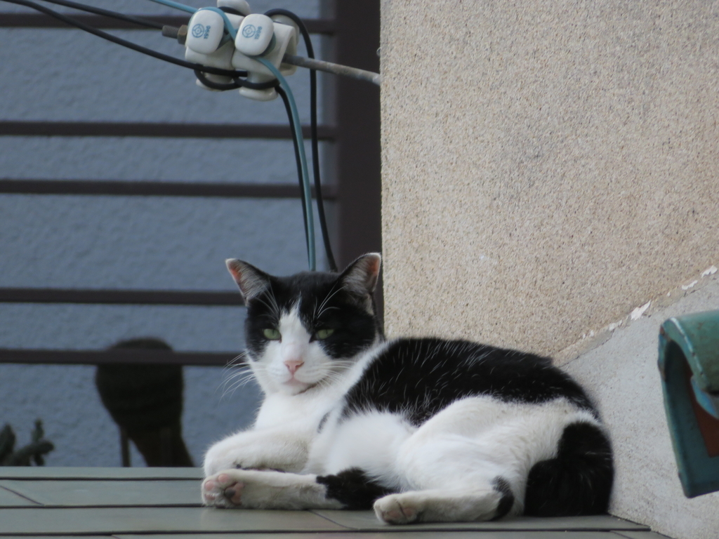 屋根の上に猫