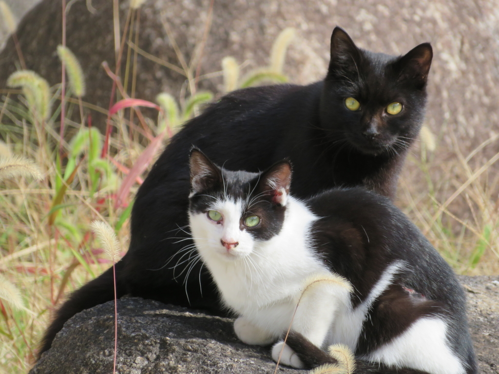 2匹仲良く日向ぼっこしてる猫