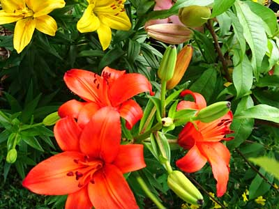 f:id:kizuki-ya-K:20170609122918j:plain f:id:kizuki-ya-K:20170609122918j:plain