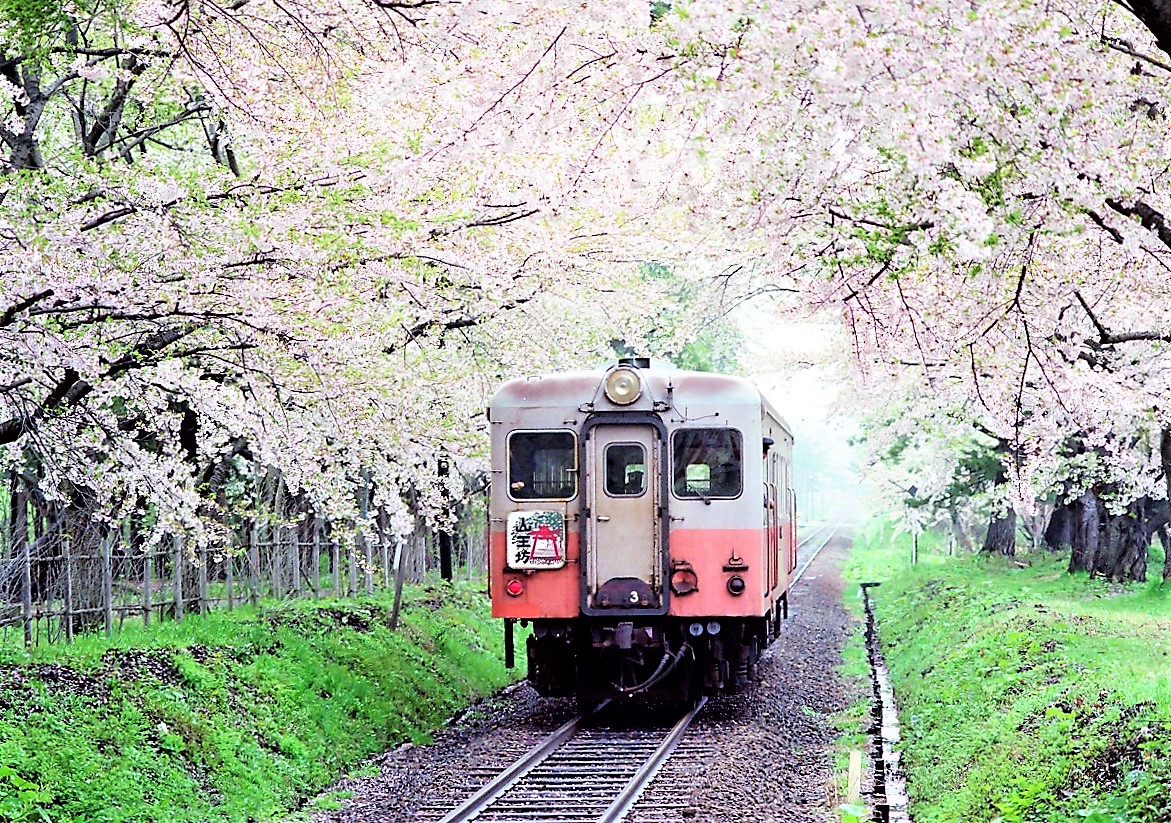 鉄道のある風景 第1111話 1995年津軽：綺麗な桜と煤けた気動車（その2） - ローカル線