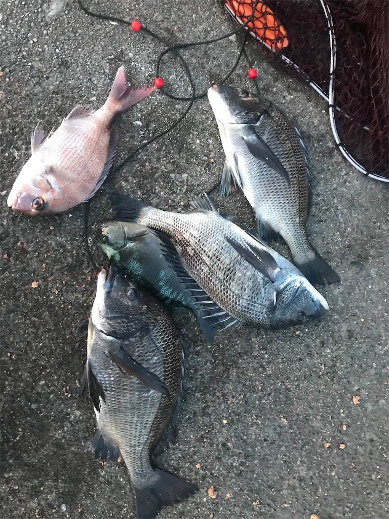 寒チヌシーズン開幕まであと一歩 In南伊勢 身近な堤防釣り 主に三重県 の釣行記録