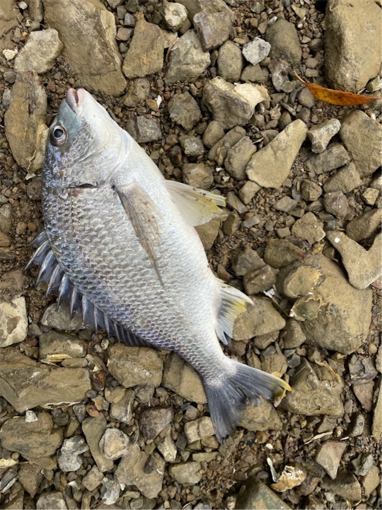 f:id:kk-nm7:20250331200322j:image