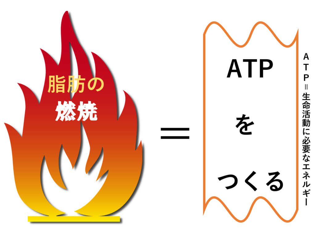 脂肪の燃焼とはエネルギーを生み出すためのβ酸化という燃焼方法と熱を生み出す為のUCP1の２つがある