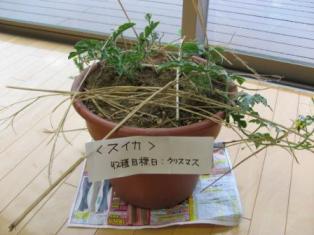 f:id:kk77ww88:20101108142501j:image