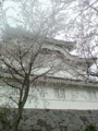 大多喜城と桜