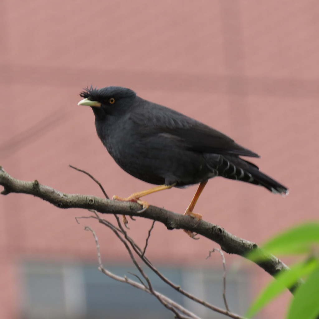 f:id:kkamedev:20180131212057j:plain ハッカチョウ