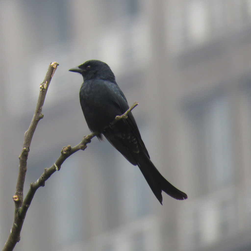 f:id:kkamedev:20180131214056j:plain オウチュウ