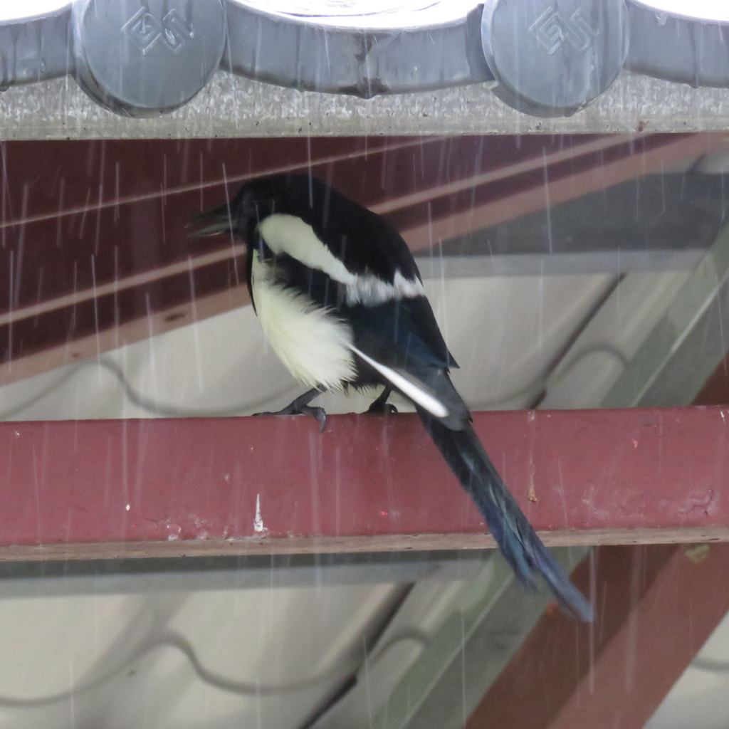 f:id:kkamedev:20180131214806j:plain カササギ