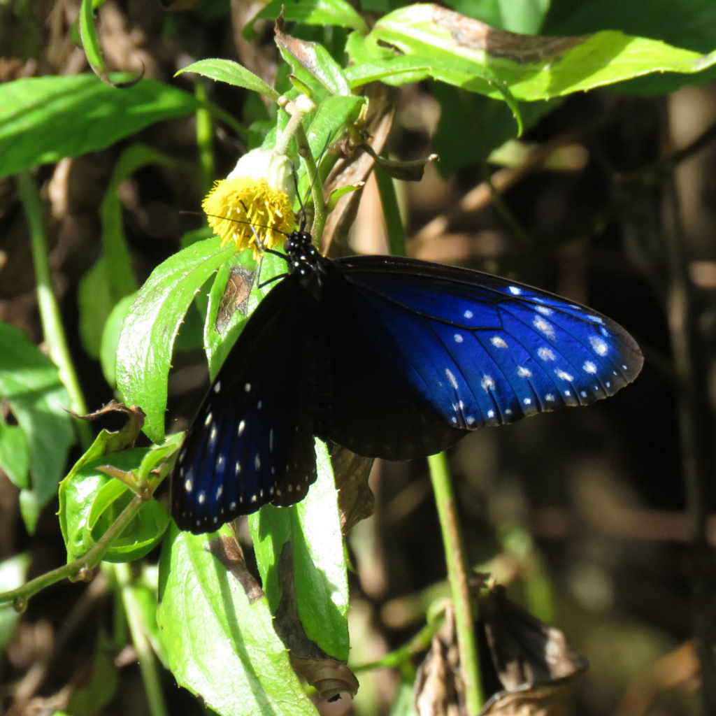 butterfly in taiwan